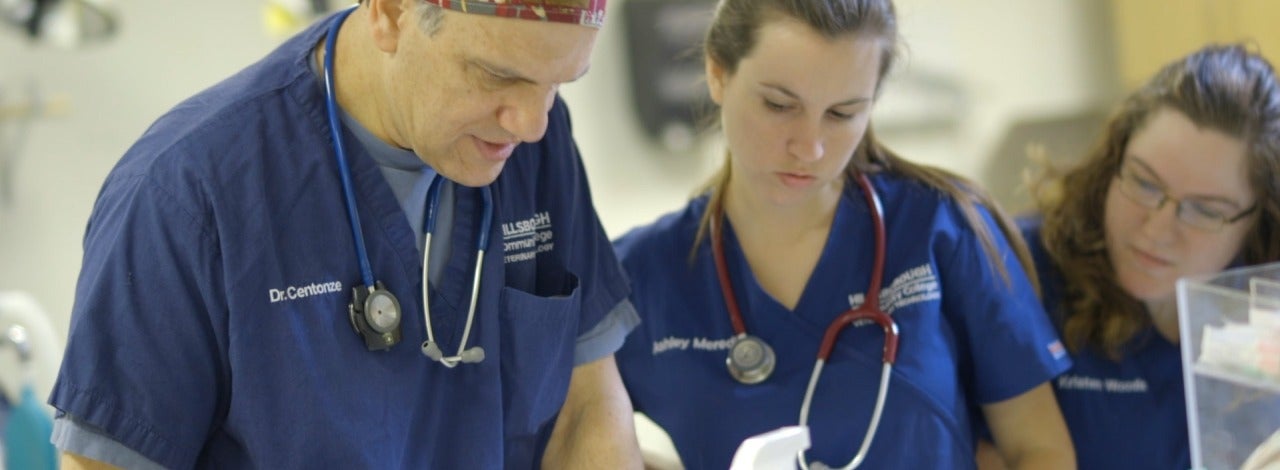 veterinary students observing procedure